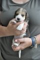 Afb_20120711_Mojito (2)